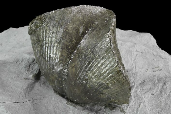 Fossil Brachiopod Mounted On Shale - Ohio #91465